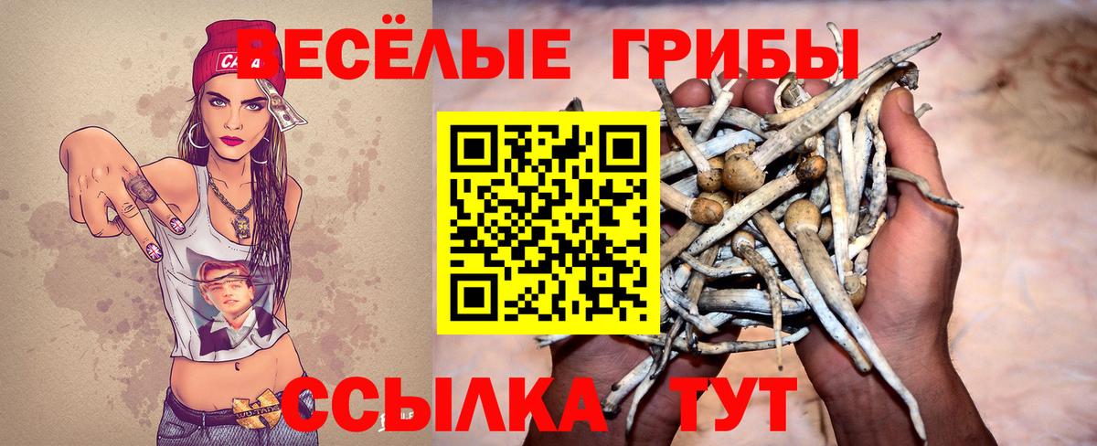 Псилоцибиновые грибы Cubensis Сергиев Посад
